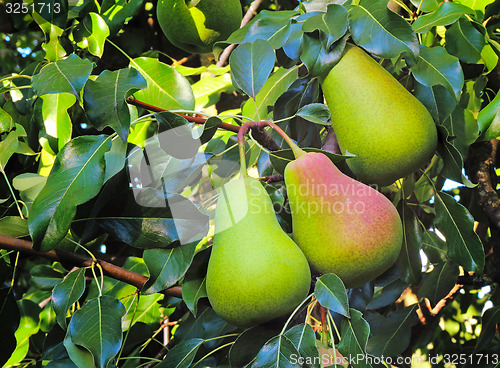 Image of Three large ripe pears hanging on the tree.