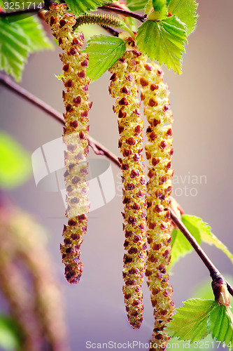 Image of Twigs and young leaves of cherry birch.