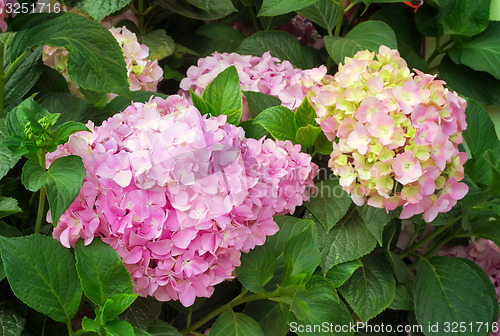 Image of Flowering branch of hydrangeas.