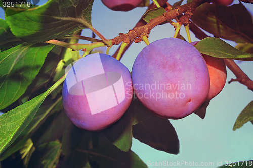 Image of Large ripe plums on a tree branch against the blue sky.