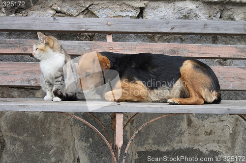 Image of cat and dog