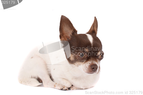 Image of chihuahua