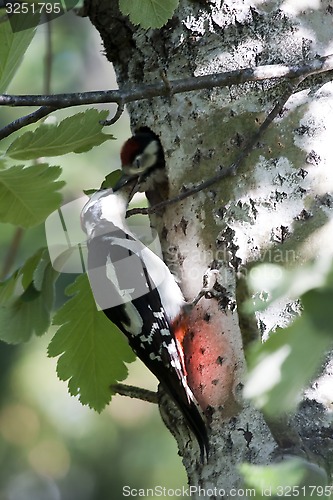 Image of feeding the chick