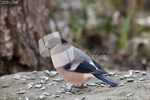 Image of bullfinch