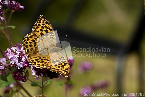 Image of orange butterfly