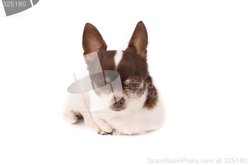 Image of chihuahua