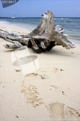Image of boat  people and tree in  republica dominicana
