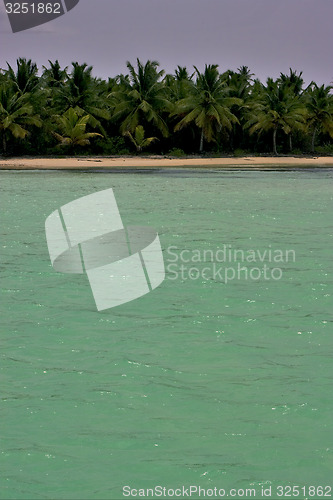 Image of  coastline and tree in  dominicana