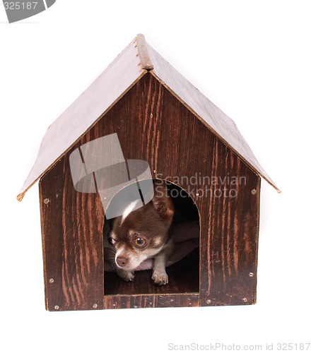 Image of chihuahua at her home