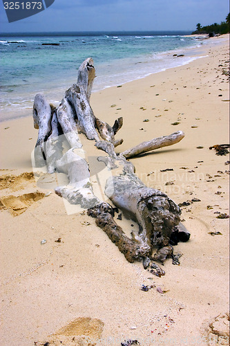 Image of  footstep and tree in  republica dominicana