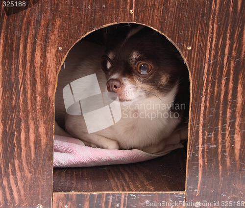 Image of chihuahua at her home