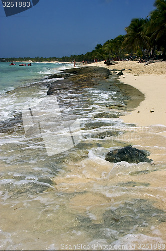 Image of  tree in dominicana