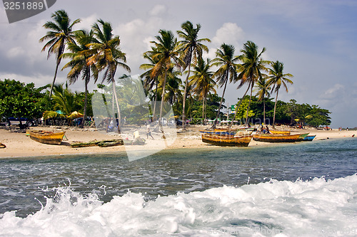 Image of  work palm and tree in  republica dominicana