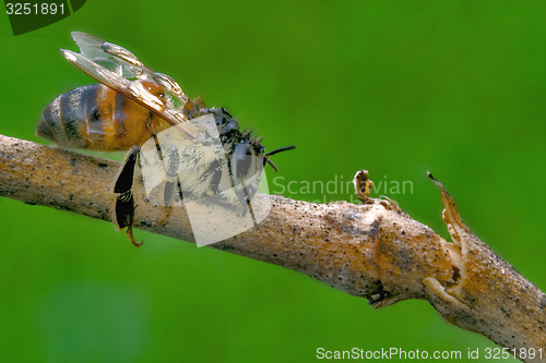 Image of little bee in a piece of wood