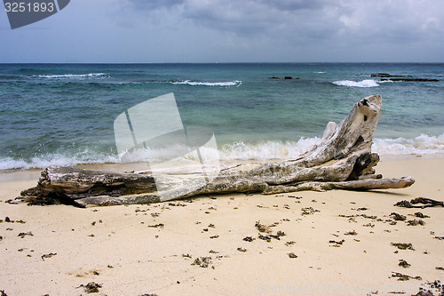 Image of  rock stone and tree in  republica dominicana