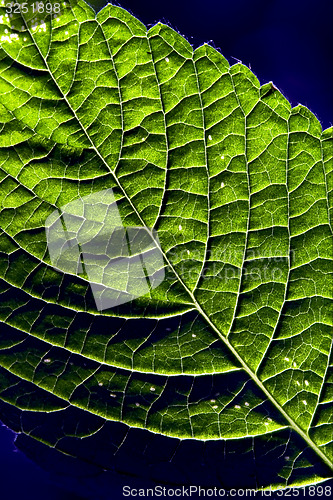 Image of  green and blue 