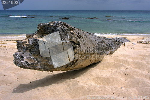 Image of beach rock stone and tree in  republica dominicana