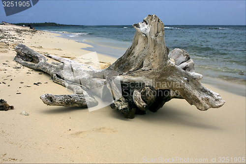 Image of beach and tree in  republica dominicana