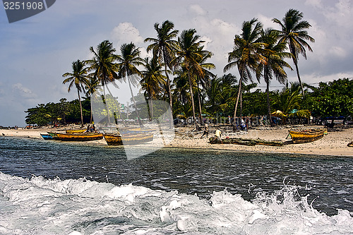 Image of  ocean work and tree in dominicana