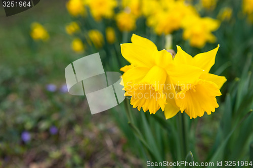 Image of Spring flowers in nature