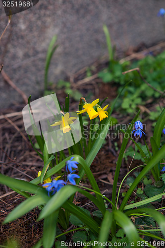 Image of Beautiful spring flowers in nature