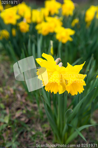 Image of Spring flowers in nature