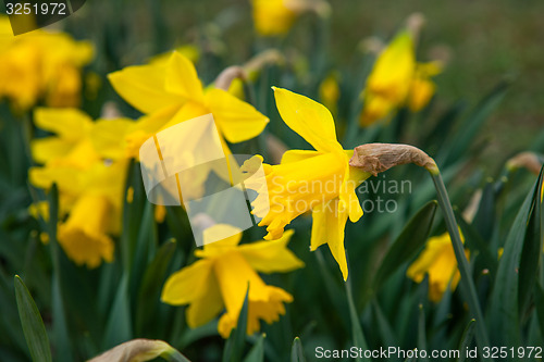 Image of Spring flowers in nature