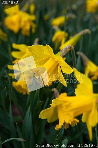 Image of Spring flowers in nature