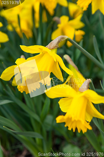 Image of Spring flowers in nature