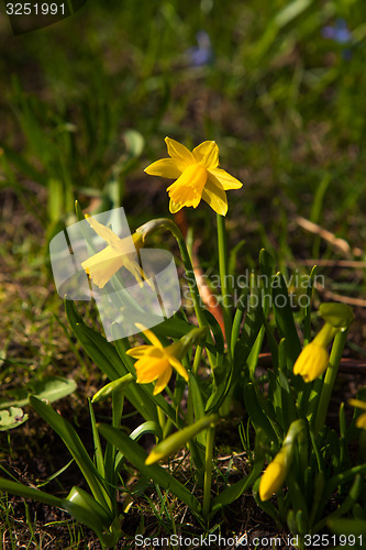 Image of Beautiful spring flowers in nature