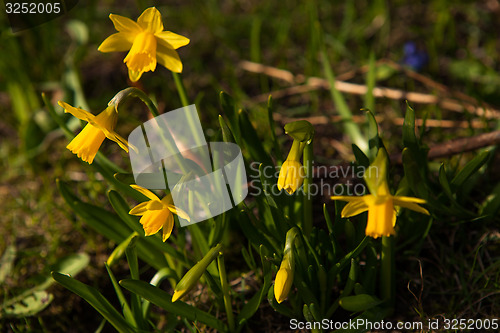 Image of Spring flowers in nature