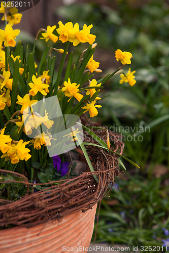 Image of Beautiful spring flowers outdoors