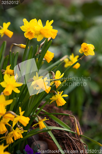 Image of Beautiful spring flowers