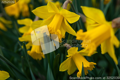 Image of Spring flowers in nature