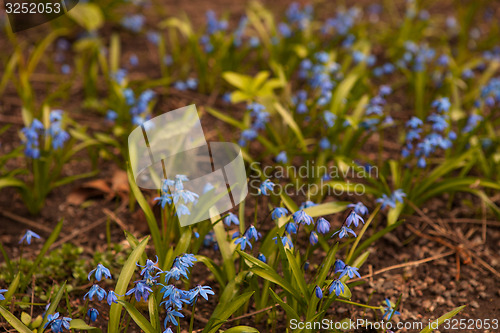 Image of Spring flowers in nature