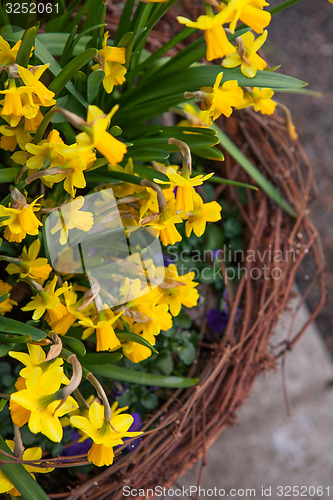 Image of Beautiful spring flowers in a pot