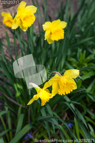 Image of Spring flowers in nature