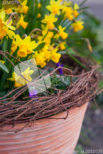 Image of Beautiful spring flowers in a pot