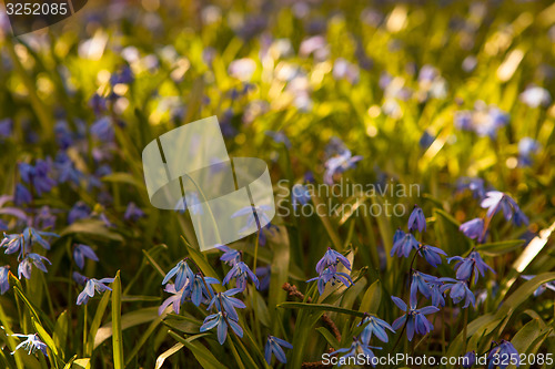 Image of Spring flowers in nature