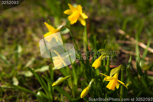 Image of Spring flowers in nature