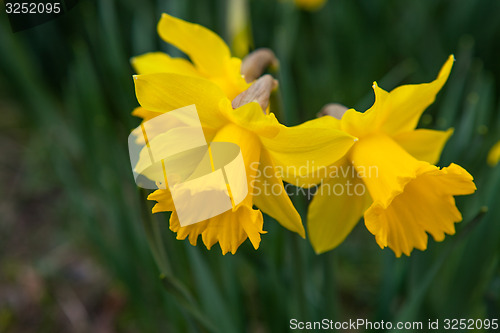 Image of Spring flowers daffodils