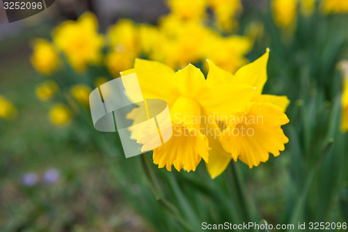 Image of Spring flowers in nature