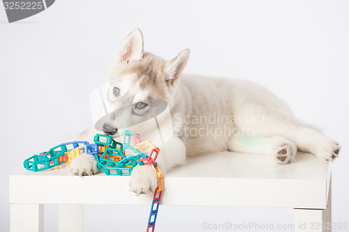 Image of Siberian Husky puppy