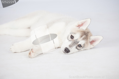 Image of Siberian Husky dog