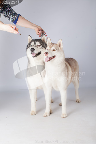 Image of  Siberian Husky dogs