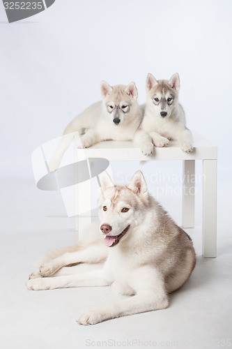Image of Siberian Husky puppies and adult dog