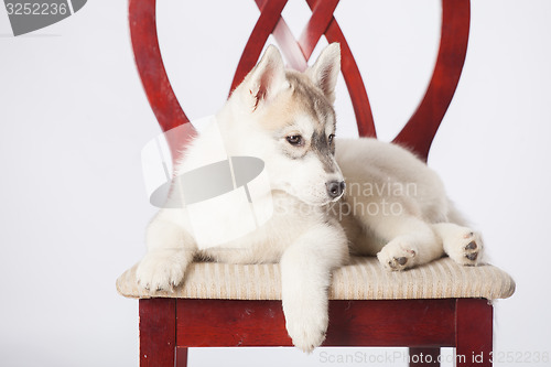 Image of Siberian Husky puppy