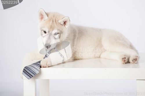 Image of Siberian Husky puppy