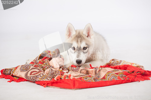 Image of Siberian Husky dog