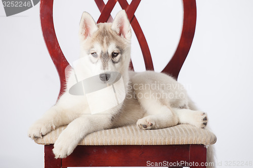 Image of Siberian Husky puppy